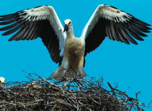 I believe it can fly