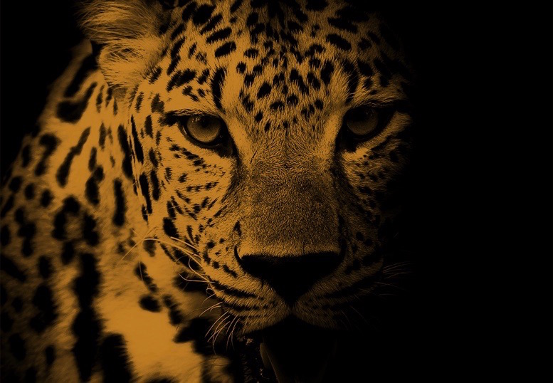 Large-format metallic films introduced by Antalis