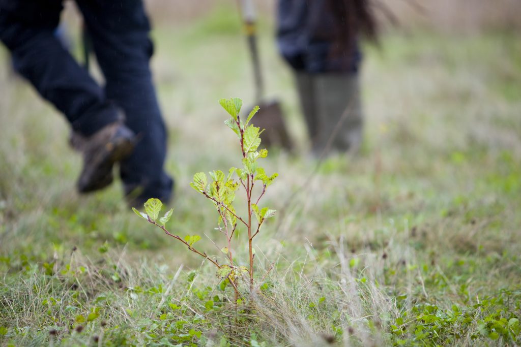 Premier’s Carbon Capture initiative funds planting of half a million ...
