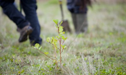 Premier’s Carbon Capture initiative funds planting of half a million trees in UK by Woodland Trust